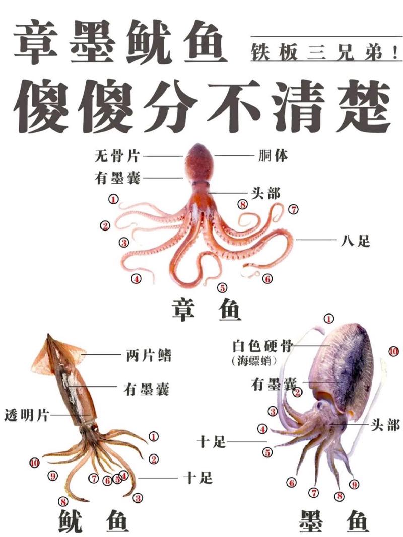 章鱼和鱿鱼的区别